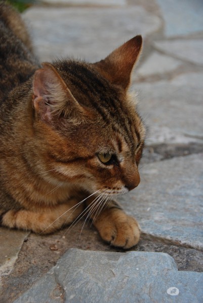 Tigris