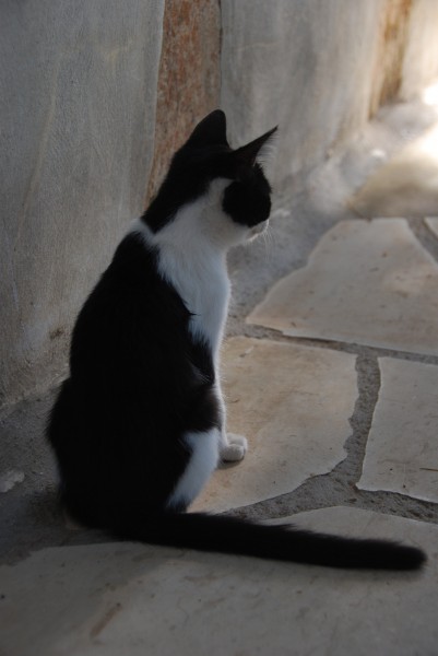 Chania koka