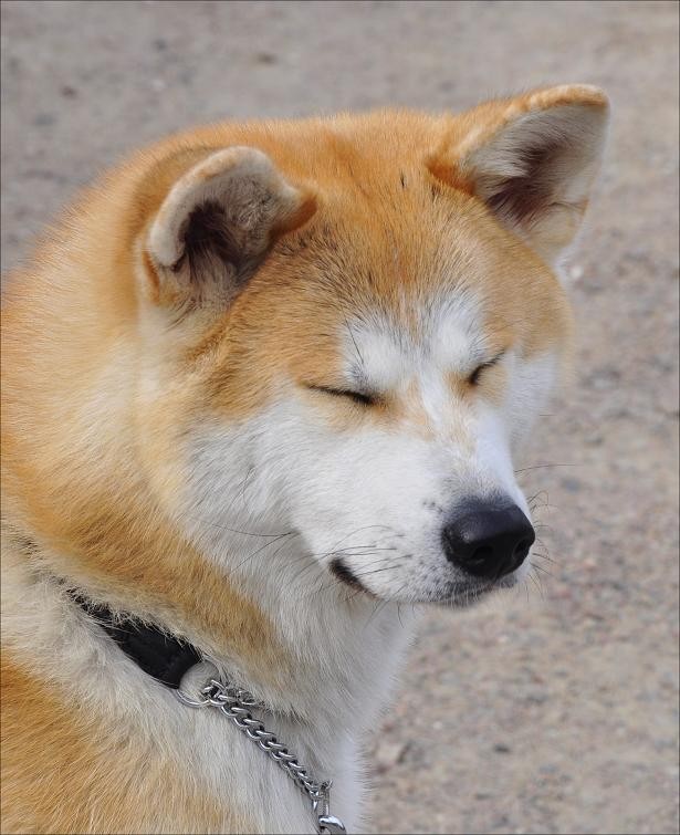 Akita Inu