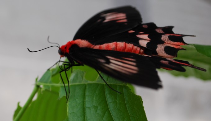 Atrophaneura kotzebuea 1