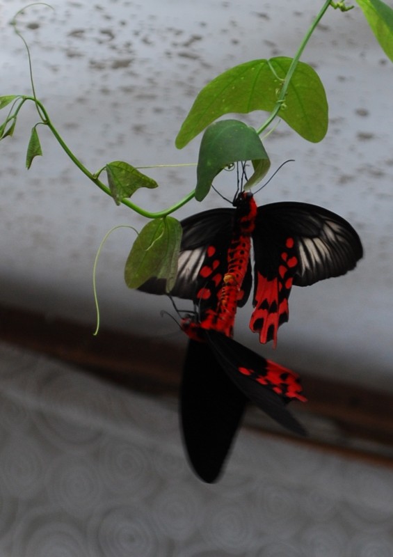 Atrophaneura kotzebuea 2