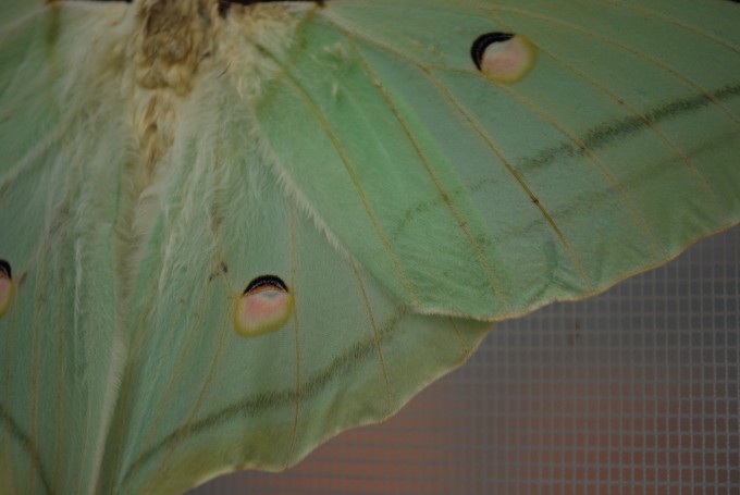 Actias Selene