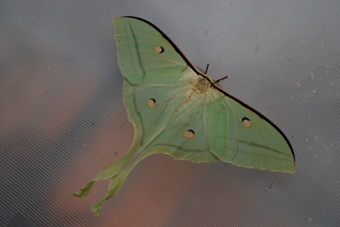 Actias Selene