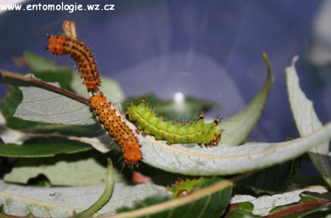 Actias Selene housenka