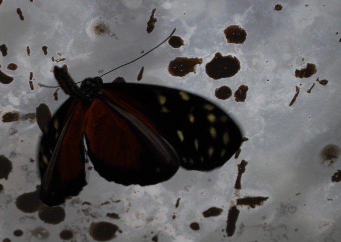 Heliconius hecale