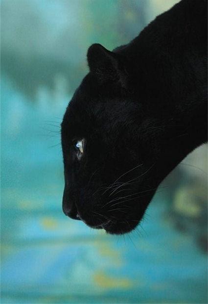 panter